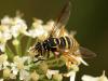 Spilomyia manicata